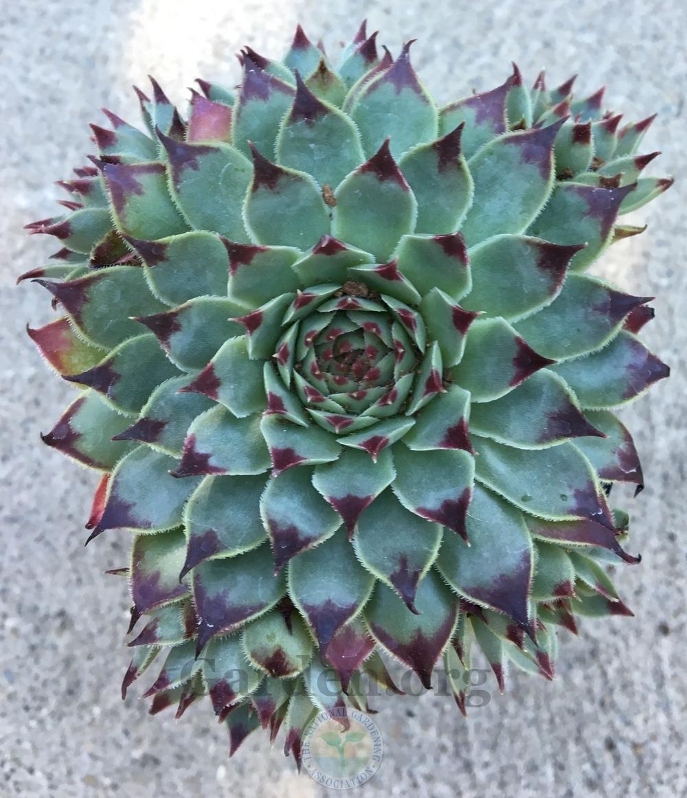 Photo of Hen and Chicks (Sempervivum calcareum 'Pink Pearl') uploaded by BlueOddish