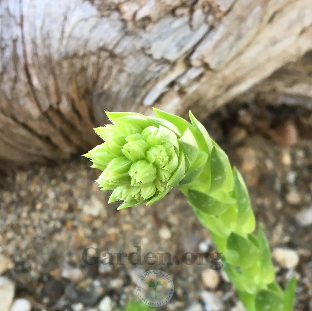 Photo of Rollers (Sempervivum globiferum subsp. preissianum 'from Belianske Tatras') uploaded by BlueOddish