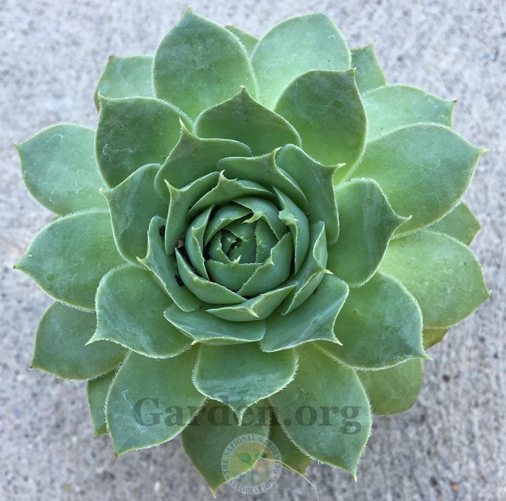 Photo of Hen and Chicks (Sempervivum 'Emerald Giant') uploaded by BlueOddish