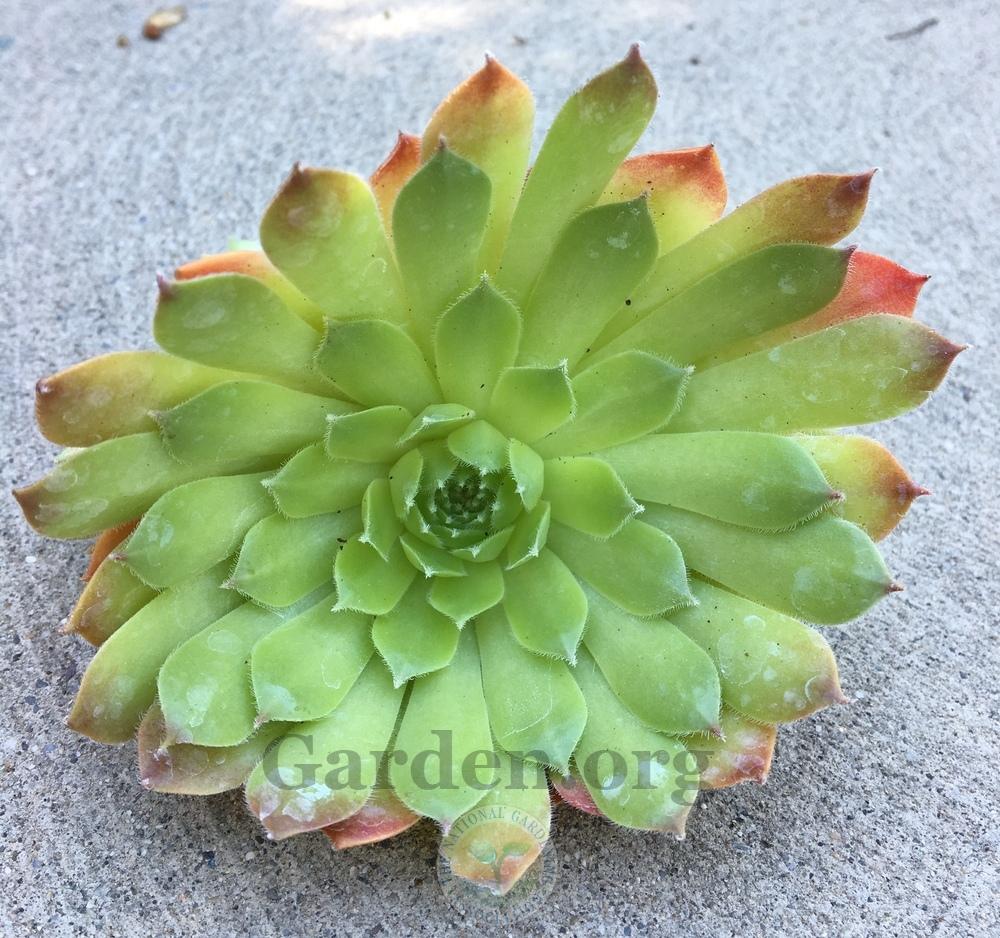 Photo of Hen and Chicks (Sempervivum 'Sioux') uploaded by BlueOddish