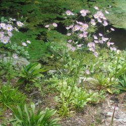 Location: Jenkins Arboretum in Berwyn, Pennsylvania
Date: 2019-07-14
specimens in bloom planted in the bog garden