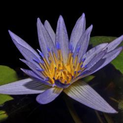 Location: Botanical Gardens of the State of Georgia...Athens, Ga
Date: 2019-07-14
Blue Water Lily 033