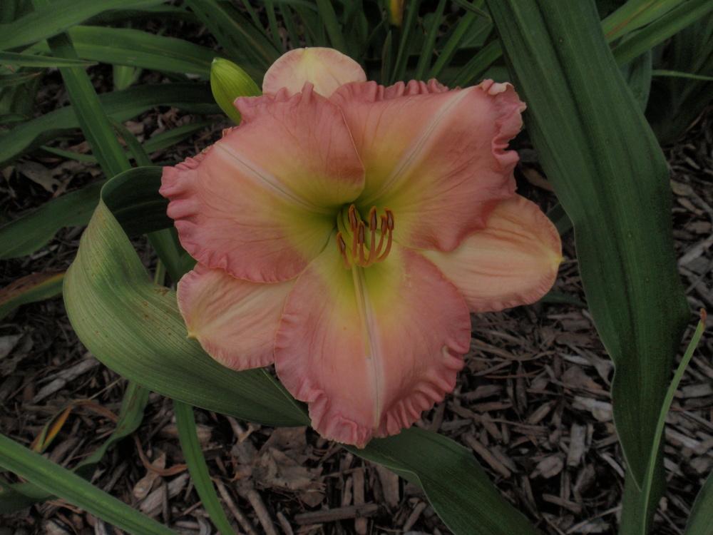 Photo of Daylily (Hemerocallis 'Legends of the Fall') uploaded by Bedmaker