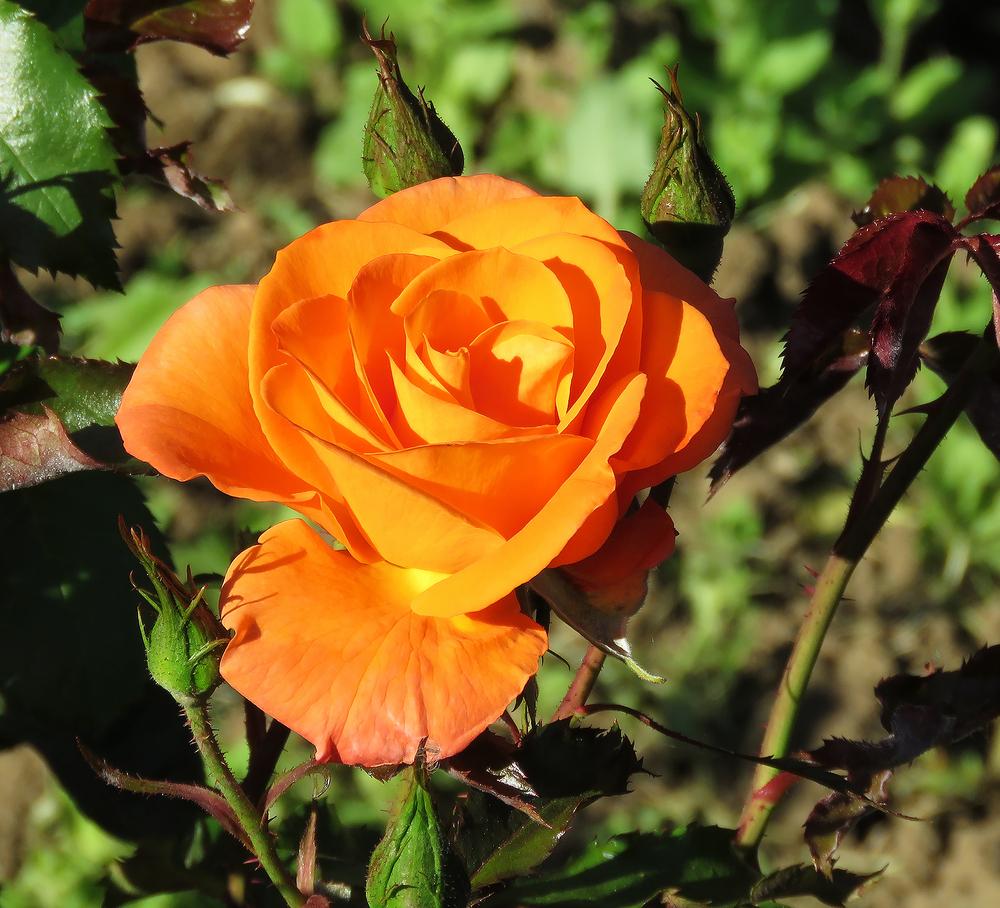 Photo of Rose (Rosa 'New Year') uploaded by DebraZone9