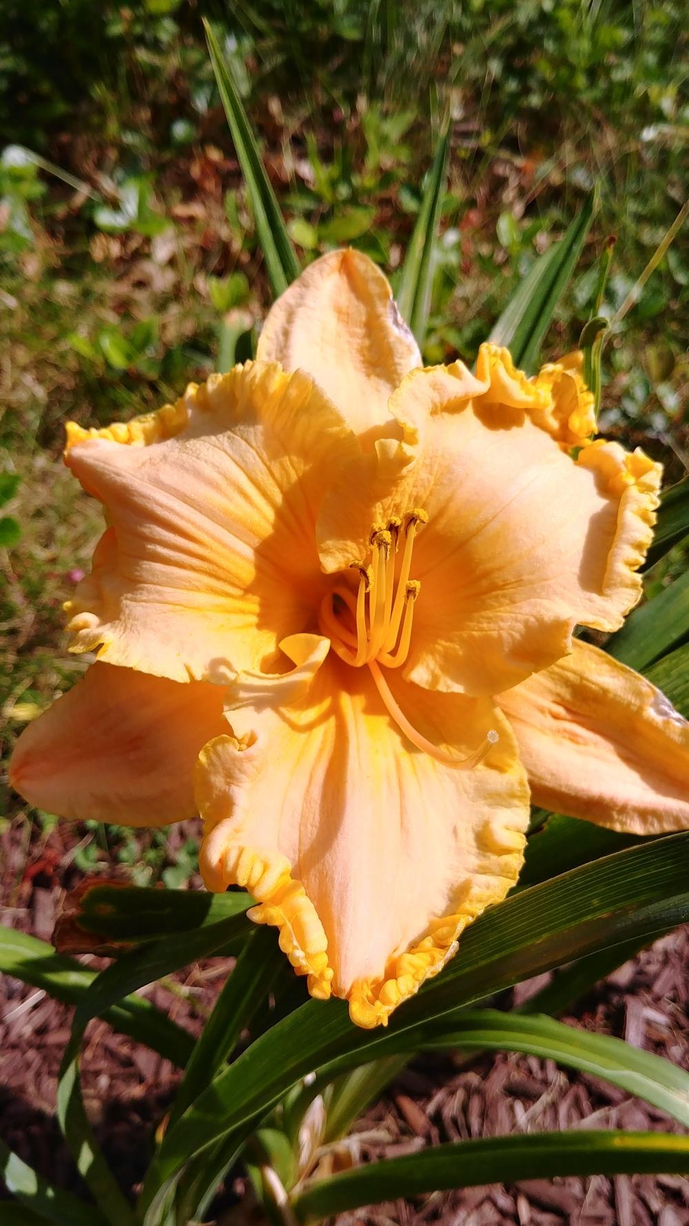 Photo of Daylily (Hemerocallis 'Just Call Me Angel') uploaded by ElyceC