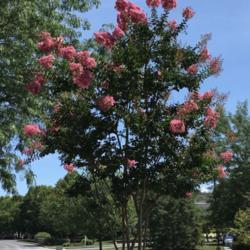 Location: Willow Valley Communities, Lakes Campus, Willow Street, Pennsylvania USA
Date: 2019-07-15