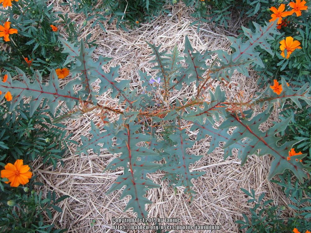 Photo of Porcupine Tomato (Solanum pyracanthos) uploaded by janinilulu