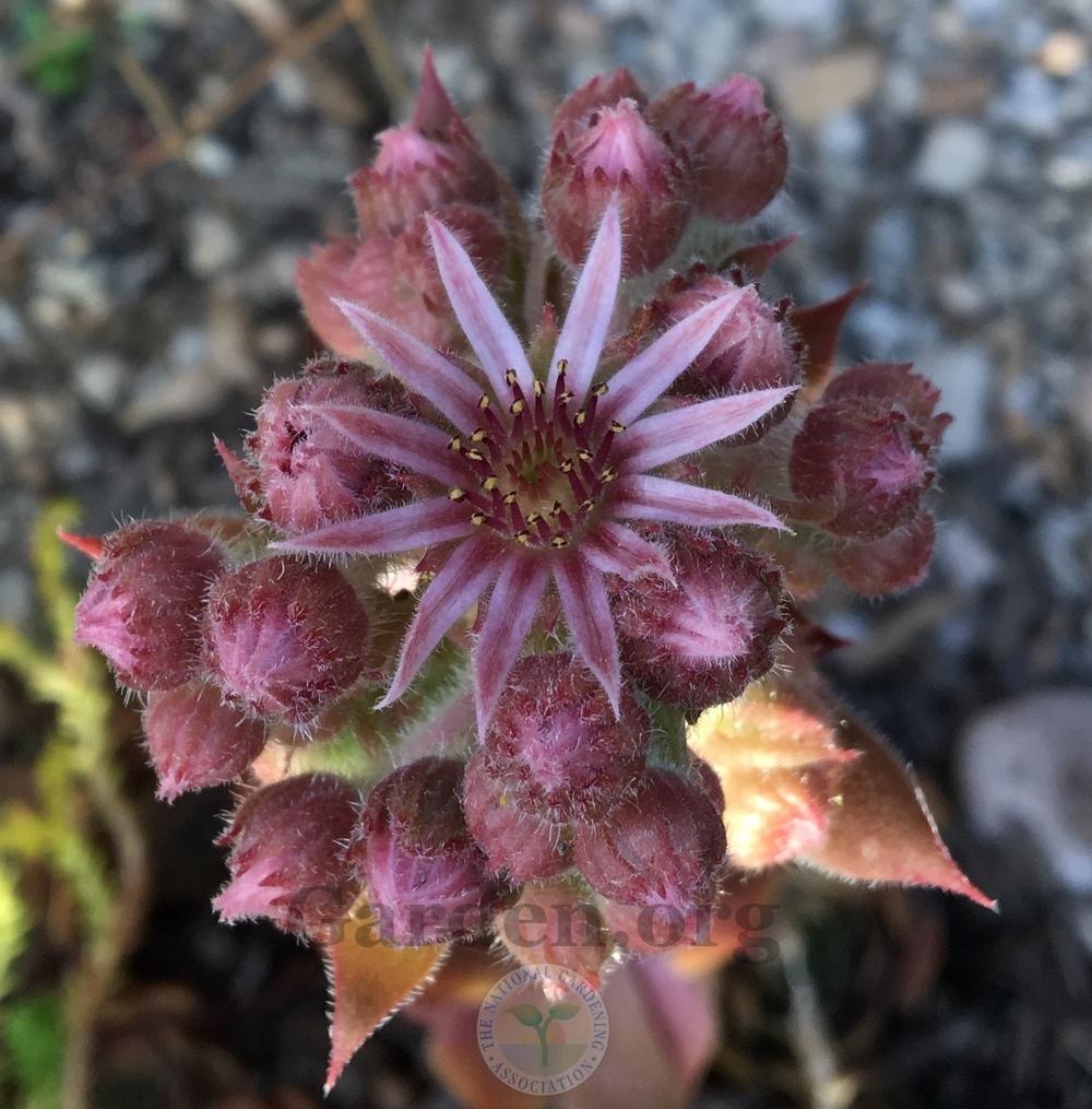 Photo of Hen and Chicks (Sempervivum 'Pacific Blue Ice') uploaded by BlueOddish