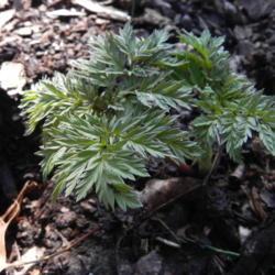 Location: St Louis
Date: 2011-03-06
Some plants emerge with ferny foliage first