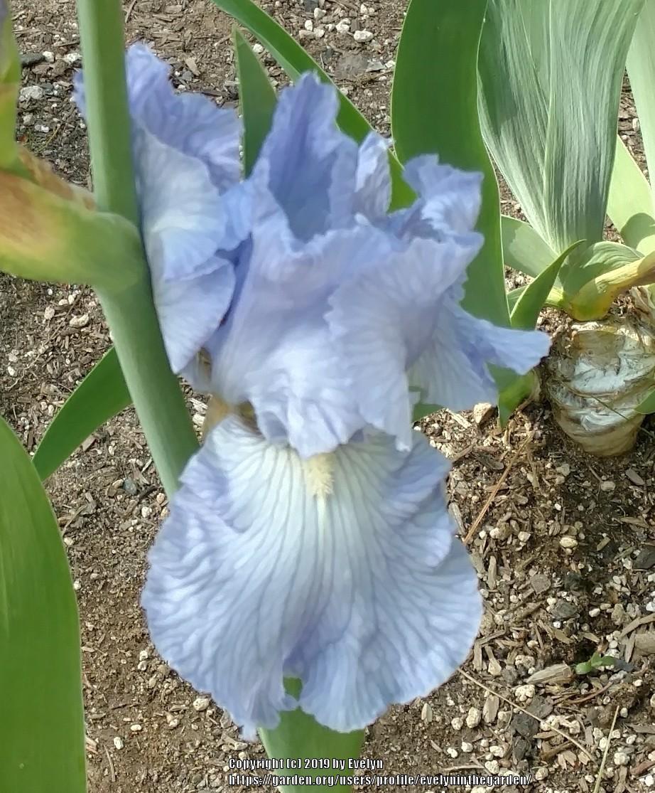 Photo of Tall Bearded Iris (Iris 'Busy Being Blue') uploaded by evelyninthegarden