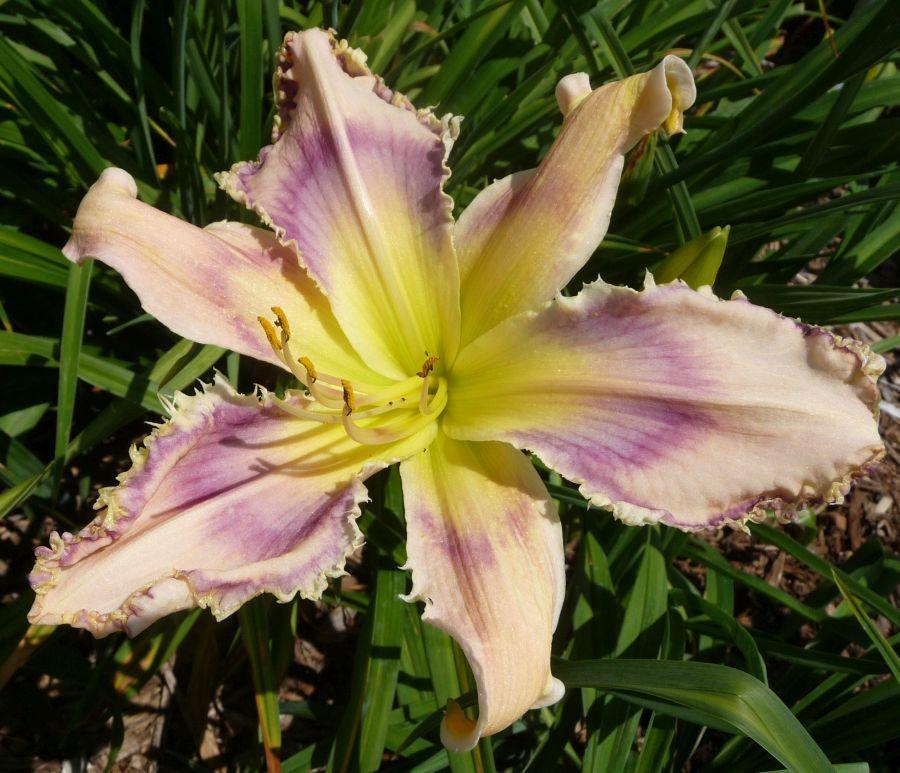 Photo of Daylily (Hemerocallis 'Entwined in the Vine') uploaded by twixanddud