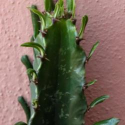 Location: Baja California
Date: 2019-07-18
Seedling leaves