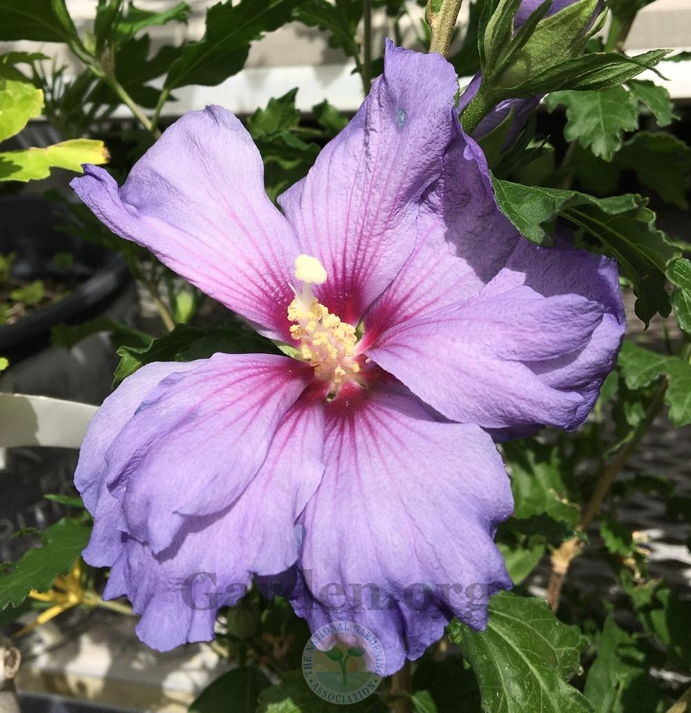 Photo of Rose of Sharon (Hibiscus syriacus Azurri Blue Satin™) uploaded by BlueOddish