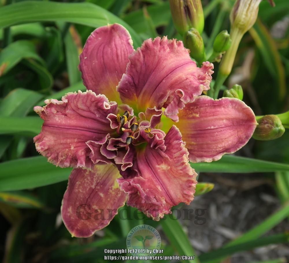 Photo of Daylily (Hemerocallis 'Systems of Edges') uploaded by Char