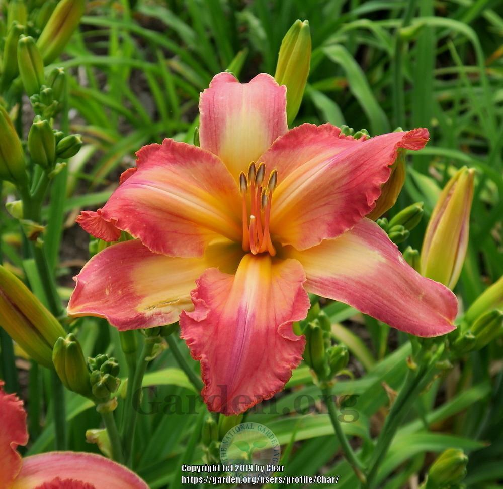 Photo of Daylily (Hemerocallis 'The Food Channel') uploaded by Char