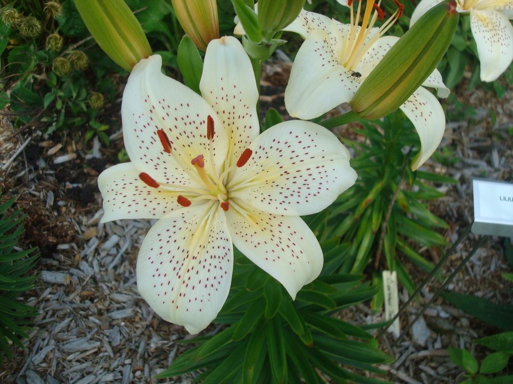 Photo of Lily (Lilium 'Cinnamon Toast') uploaded by luvmyseeds