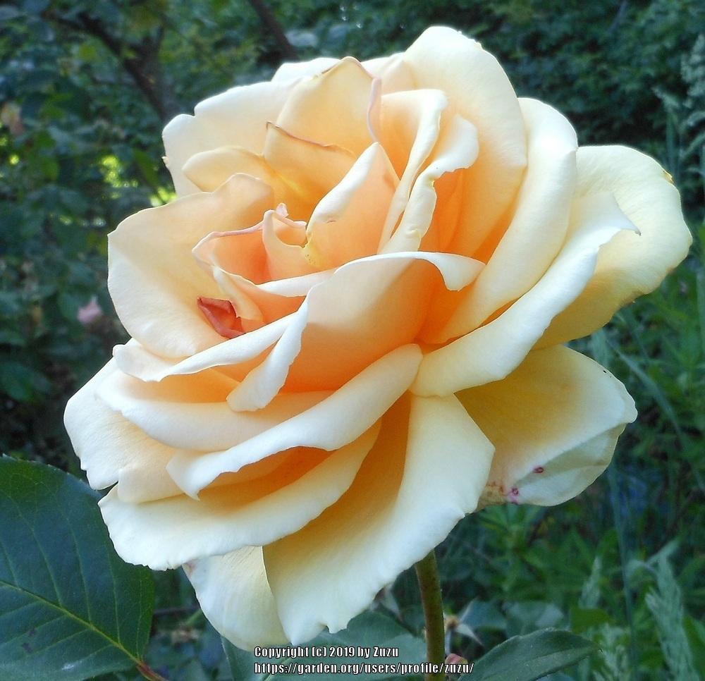 Photo of Rose (Rosa 'Valencia') uploaded by zuzu