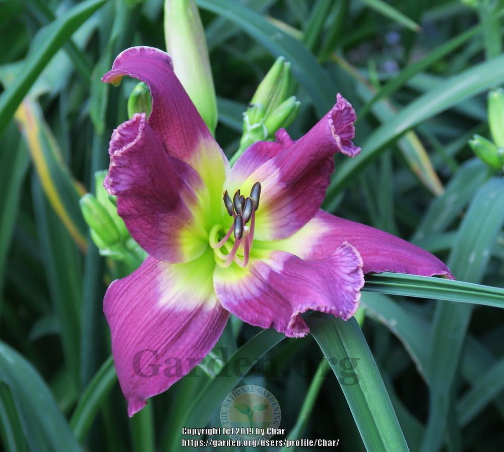 Photo of Daylily (Hemerocallis 'Sailing with Captain Kidd') uploaded by Char