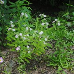 Location: Jenkins Arboretum in Berwyn, Pennsylvania
Date: 2019-07-14
specimen in bloom in bog garden