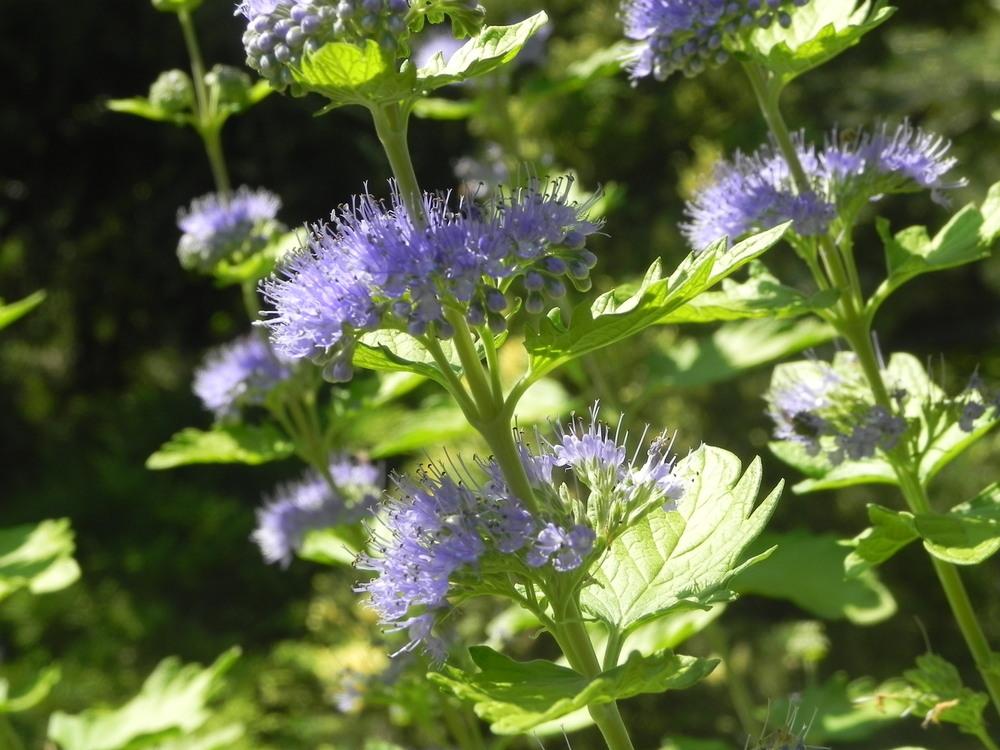 Photo of Bluebeard (Caryopteris incana Sunshine Blue®) uploaded by SL_gardener