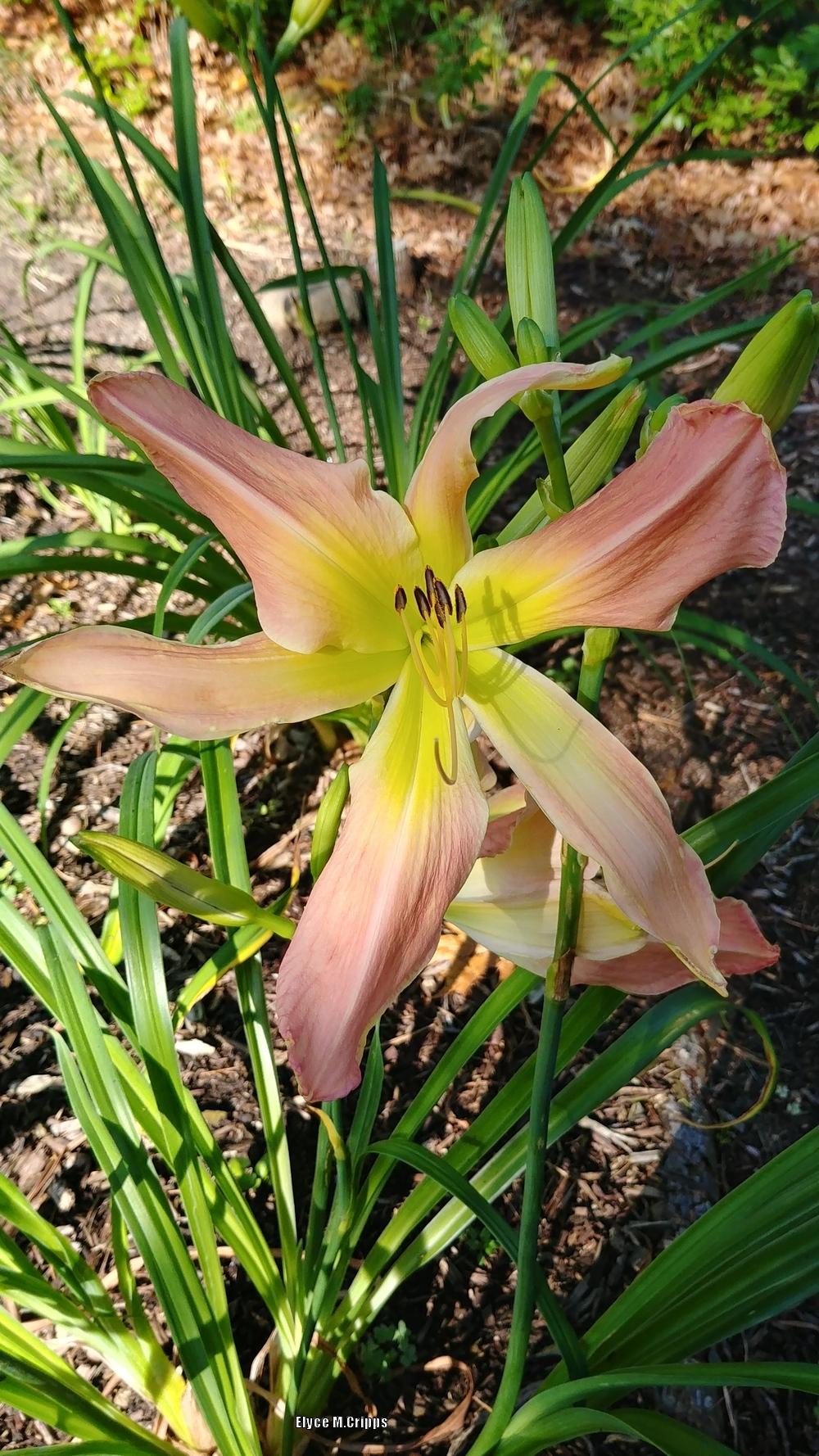 Photo of Daylily (Hemerocallis 'Webster's Pink Wonder') uploaded by ElyceC