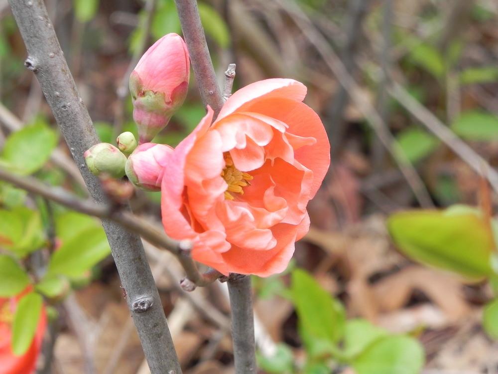 Photo of Flowering Quince (Chaenomeles x superba 'Cameo') uploaded by SL_gardener