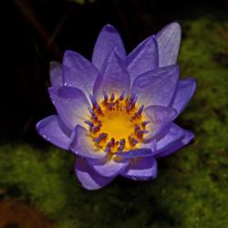 Location: Botanical Gardens of the State of Georgia...Athens, Ga
Date: 2019-07-21
Pennsylvania Water Lily 003