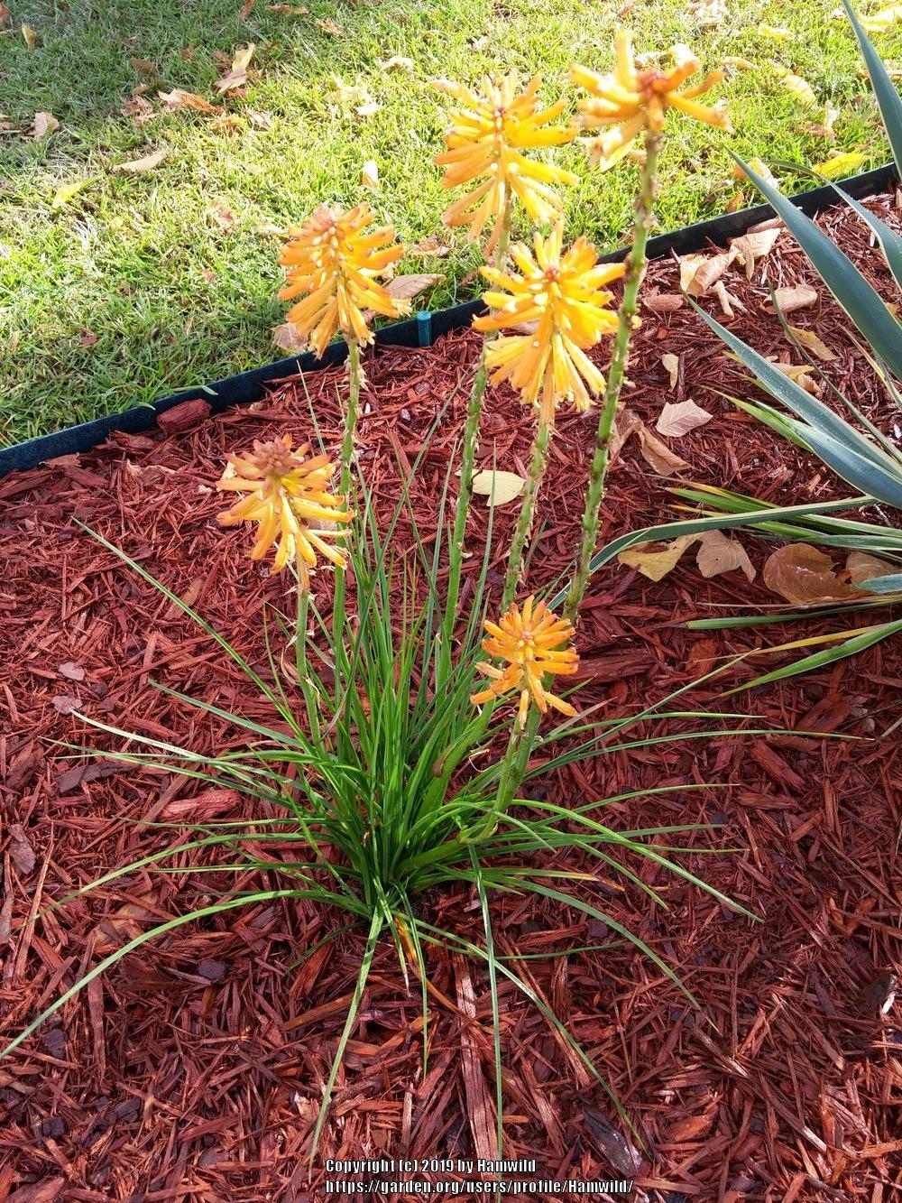 Photo of Torch Lilies (Kniphofia) uploaded by Hamwild
