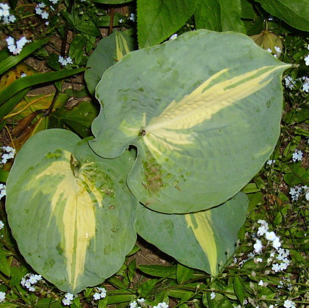 Photo of Hosta 'Great Expectations' uploaded by HemNorth