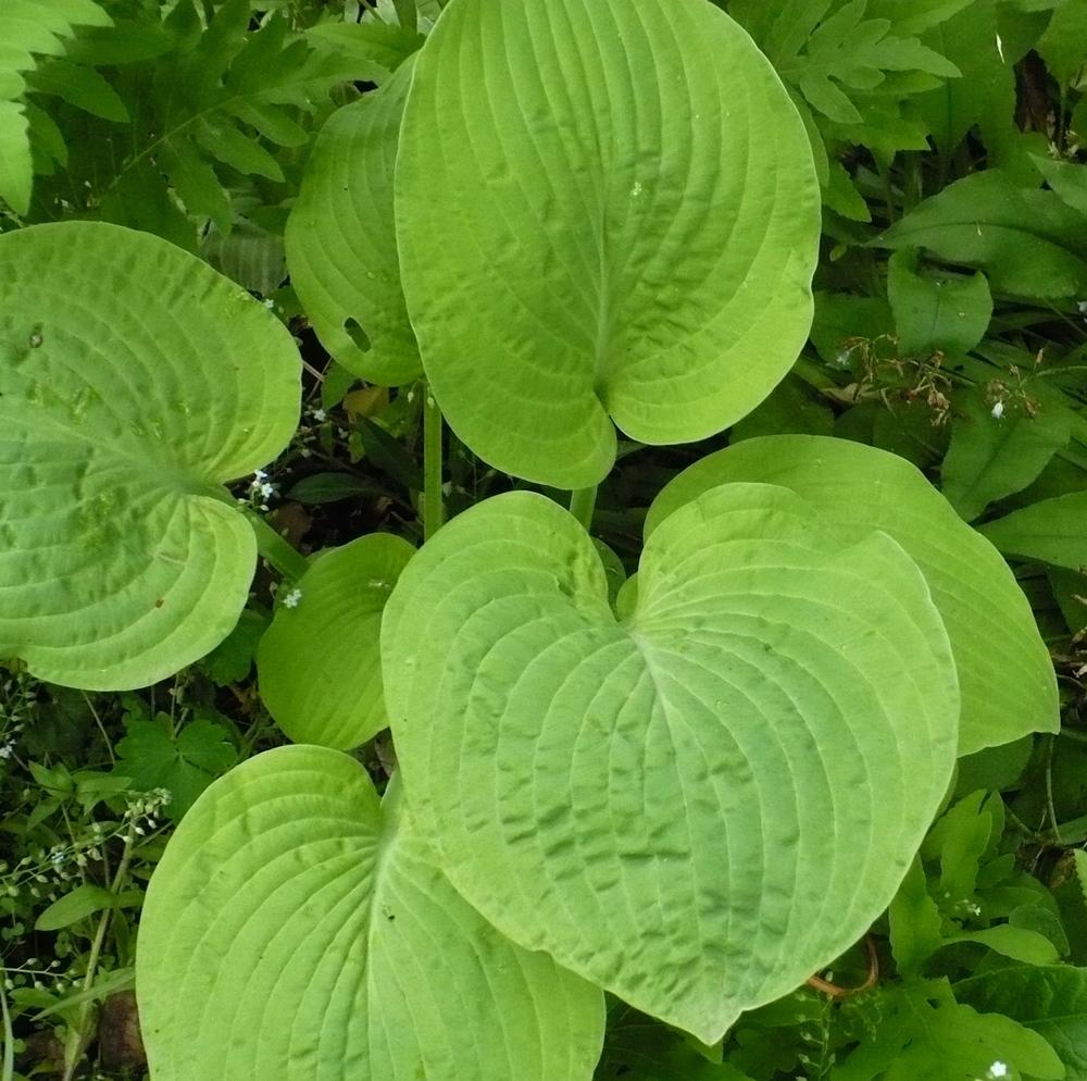 Photo of Hosta 'Sum and Substance' uploaded by HemNorth