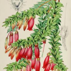 
Date: c. 1859
illustration by L. Stroobant from 'L'Illustration horticole', 185
