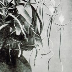 
Date: c. 1912
photo from 'The Orchid Review', 1912