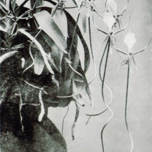 photo from 'The Orchid Review', 1912
