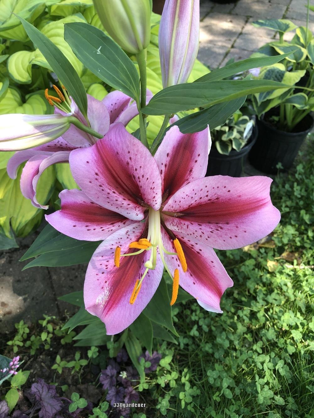 Photo of Lily (Lilium 'Raspberry Ribbons') uploaded by crawgarden