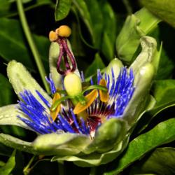 Location: Botanical Gardens of the State of Georgia...Athens, Ga
Date: 2019-07-24
Passion Flower 045