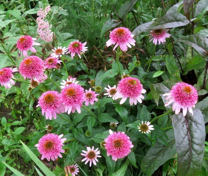 Photo of Coneflower (Echinacea Cone-fections™ Butterfly Kisses) uploaded by jo1836