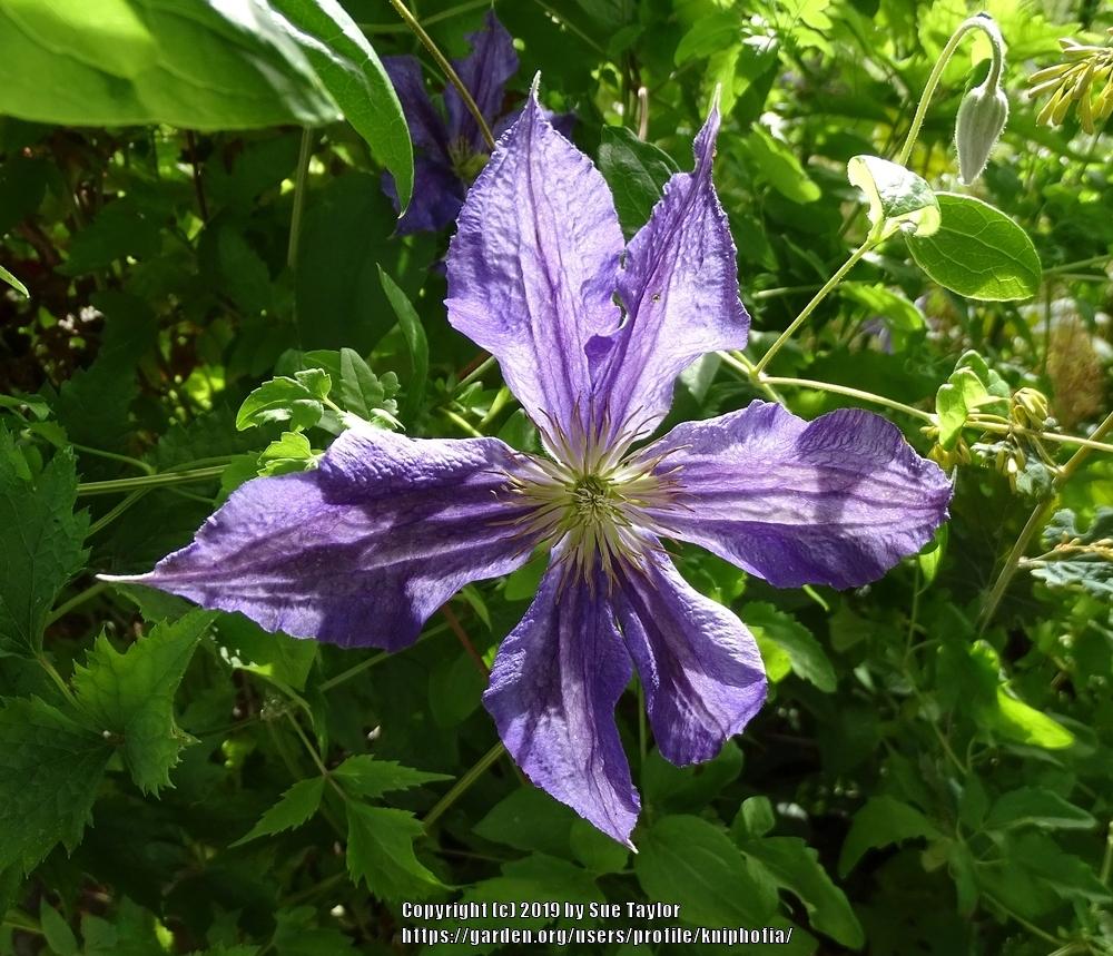 Photo of Clematis Harlow Carr™ uploaded by kniphofia