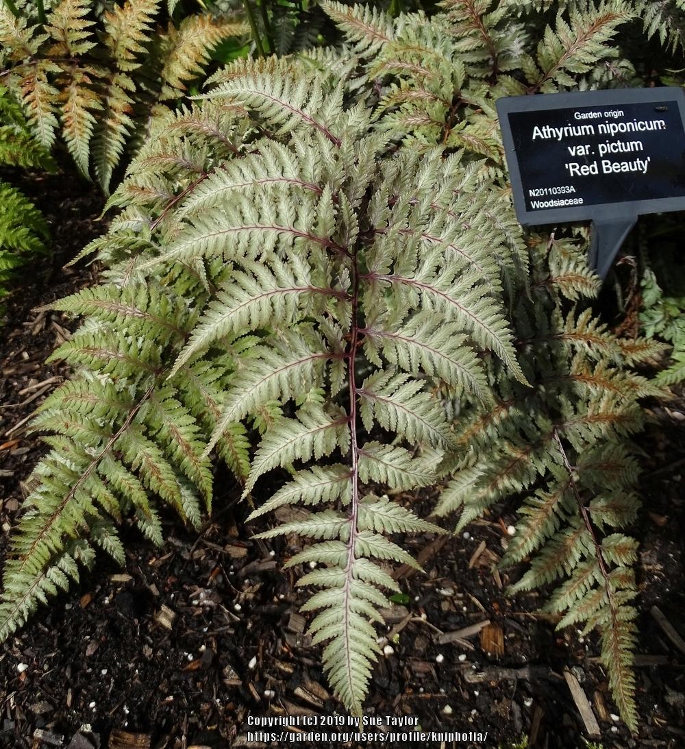 Photo of Red Japanese Painted Fern (Anisocampium niponicum 'Red Beauty') uploaded by kniphofia
