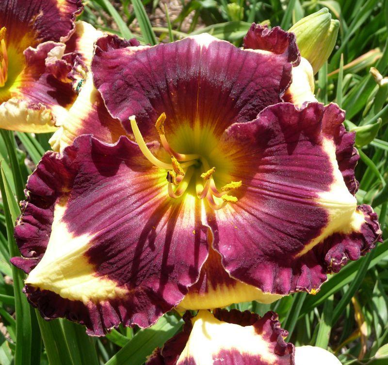 Photo of Daylily (Hemerocallis 'Simply Leaves Me Breathless') uploaded by twixanddud