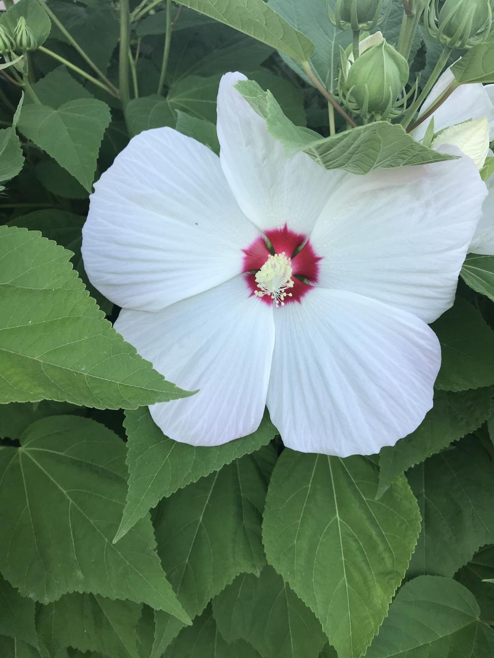 Photo of Hybrid Hardy Hibiscus (Hibiscus Luna™ White) uploaded by Legalily