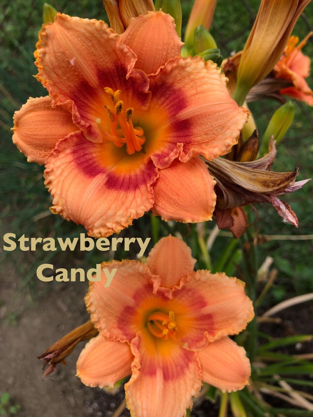 Photo of Daylily (Hemerocallis 'Strawberry Candy') uploaded by Musclechic114