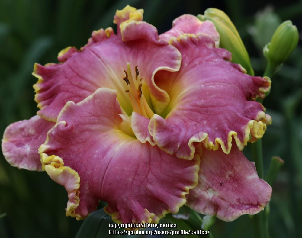 Photo of Daylily (Hemerocallis 'Shores of Time') uploaded by celtica