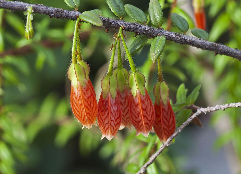 Photo of Agapetes (Agapetes serpens) uploaded by DaylilySLP