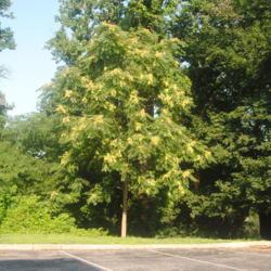 Location: Paoli, Pennsylvania
Date: 2019-07-27
maturing female tree with seed
