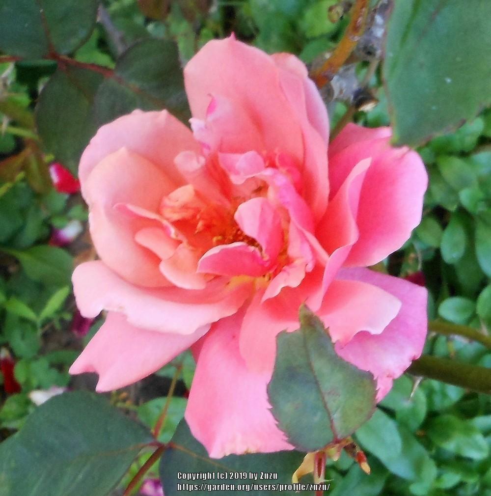 Photo of Rose (Rosa 'Honeysweet') uploaded by zuzu