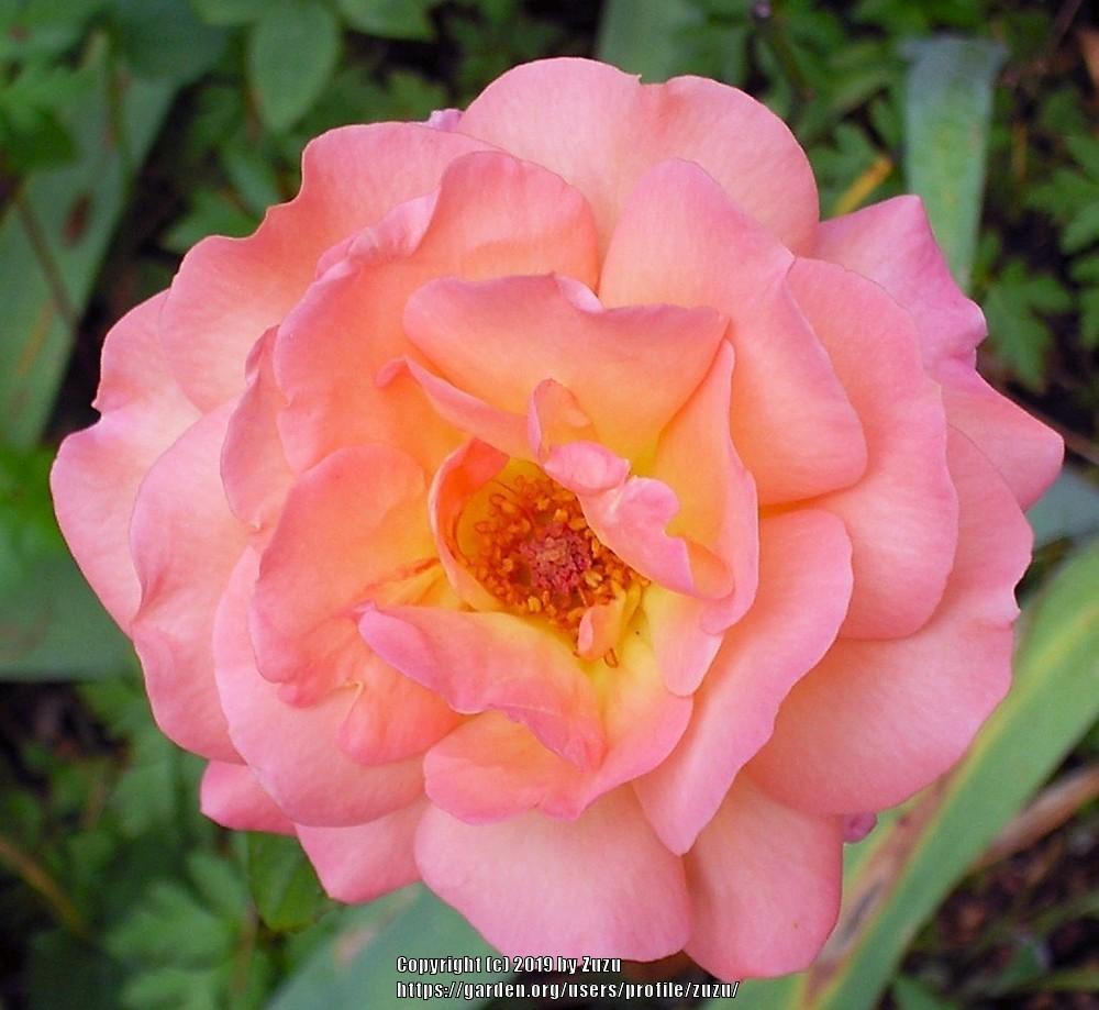 Photo of Rose (Rosa 'Paul Shirville') uploaded by zuzu