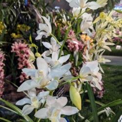 Location: Santa Barbara International Orchid Show, California
Date: 2019-03-15
The true alba form of the species. Part of the Sorella Orchids di