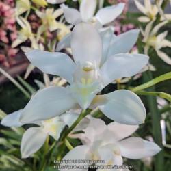 Location: Santa Barbara International Orchid Show, California
Date: 2019-03-15
The true alba form of the species. Part of the Sorella Orchids di