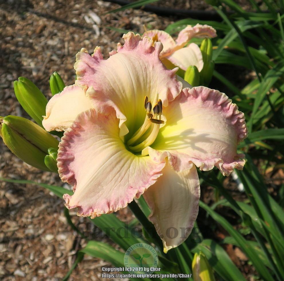 Photo of Daylily (Hemerocallis 'Willow Dean Smith') uploaded by Char
