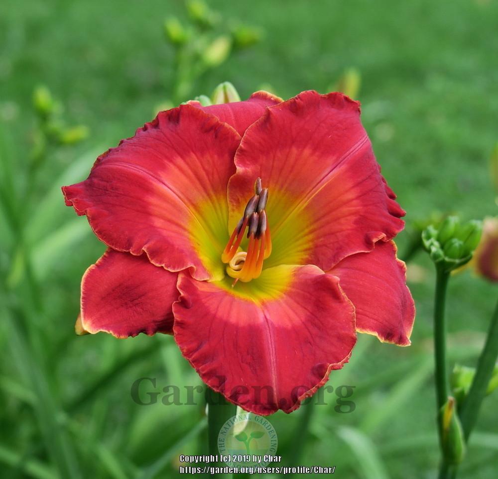 Photo of Daylily (Hemerocallis 'Sierra del Rojo') uploaded by Char